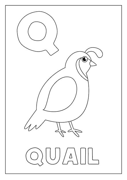 Vector learning english alphabet for kid... | Premium Vector #Freepik #vector #flash-card #kids-alphabet #cute #set Quail Worksheet, Quail Drawing Simple, Q Words For Kids, Letter Q Quail Craft, Q Calligraphy Letter, English Alphabet, Letters For Kids, Psd Icon, Alphabet For Kids