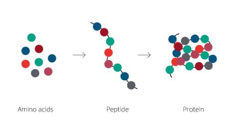 What are Peptides? They are short chains of amino acids linked by peptide (amide) bonds. International Peptides bring you the highest quality of peptides.     #peptides #amide #InternationalPeptides #provider Clear Up Skin, Peptide Bond, Degenerative Disease, Copper Peptides, Eliminate Wrinkles, Slow Aging, Muscle Contraction, Skin Clinic, Scientific Illustration