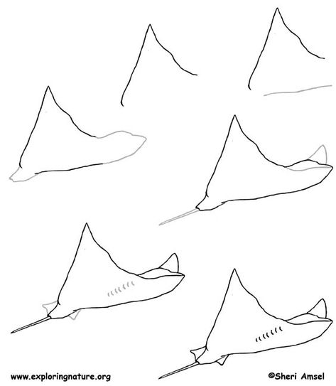 Sting Rays Drawing, Draw Stingray, How To Draw A Stingray, Stingray Drawing Tutorial, Simple Stingray Drawing, Stingray Drawing Easy, Stingray Painting Easy, Eagle Ray Drawing, Sting Ray Drawing Easy