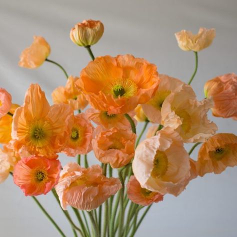 Iceland Poppies, Icelandic Poppies, Fleur Orange, Have Inspiration, Hardy Perennials, California Poppy, Remembrance Day, Orange And Pink, Gardening Supplies