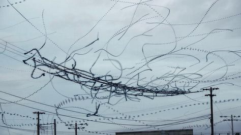 Flight Patterns, Landscape And Urbanism, Time Lapse Video, Starling, Birds Flying, Light Painting, Science And Nature, Birds In Flight, Cool Gifs