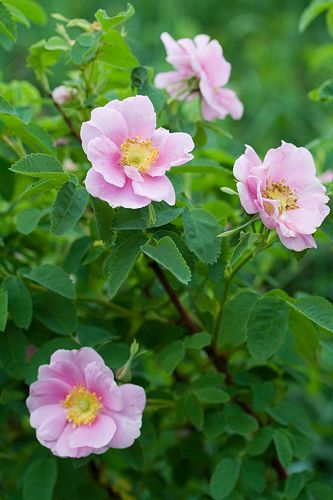 ‘Nutkana Plena’ –  syn. ‘Schalin 10’, ‘Tarja Halonen’ – AGM 1993. Botanisch. Nootka Rose, Plant Mural, Bday Tattoo, Floral Sleeve Tattoo, Upper Arm Sleeve, Native Plant Garden, Flower References, Practical Garden, Habitat Garden