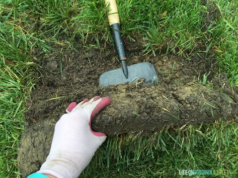 Removing Sod, How To Remove Grass, Drainage Solutions Landscaping, Colorado Blue Spruce, Front Flower Beds, Life On Virginia Street, Best Garden Tools, Bermuda Grass, Raised Flower Beds