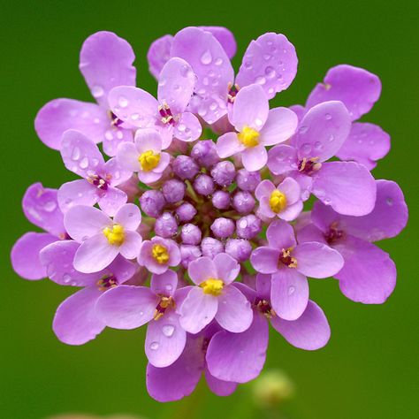 Candytuft Flowers www.facebook.com/flowerofworld www.flowerhomes.blogspot.com Candytuft Flower, Globe Image, Cut Flower Garden, Summer Bedding, Flower Stands, Fairy Land, Annual Plants, Container Plants, Hanging Baskets