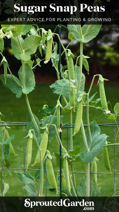 Sugar Snap Pea plants vining up a wire fencing support. Sugar Snap Peas Growing, Snap Beans, Pea Plant, Sugar Snap Peas, Bountiful Harvest, Food Forest, Snap Peas, Side Yard, Plant Illustration