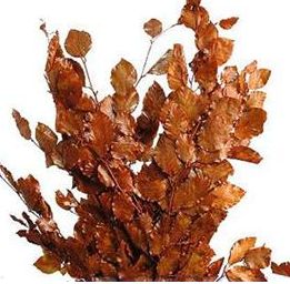 Copper Beach  Foliage Copper Beach, Flower Library, Copper Flowers, Copper Beech, Long Stem Flowers, Brown Leaves, Flower Names, Floral Headpiece, Southern Weddings