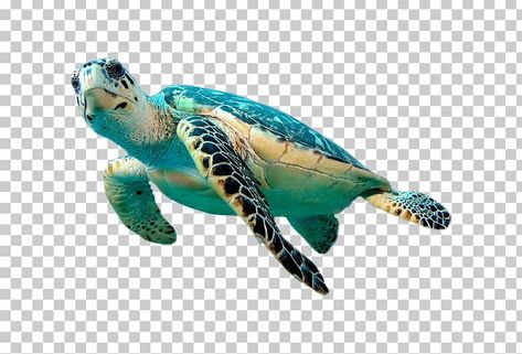 Sea Animals Background, Sea Animals White Background, Sea Turtle Top View, Sea Turtle Images Clip Art, Cute Turtle Drawings, Hawksbill Sea Turtle, Ocean Clipart Sea Creatures, Sea Turtle Drawing, Turtle Png