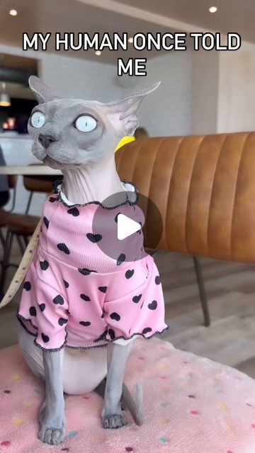 sphynx lovers club on Instagram: "😂
@fendi_kent_

#sphynx #sphynxcat #selfie" Sphynx Cat Aesthetic, Sphynx Kittens, Chat Sphynx, Sphynx Cat, Cat Aesthetic, Sphynx, Kittens, Fendi, On Instagram