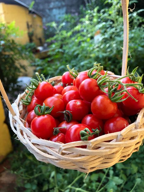 Cherry Tomatoes Aesthetic, Tomatoes Aesthetic, Tomato Aesthetic, Aesthetic Tomato, Scarlet Benoit, Food Vibes, Tomato Girl, The Lunar Chronicles, Tomato Farming