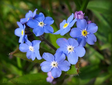 ~ forget-me-not ... Coeur de myosotis qui signifie en langage des fleurs : "ne m'oublie pas"... Heart Pics, February Hearts, Heart In Nature, Deco Nature, I Love Heart, My Funny Valentine, With All My Heart, Heart Art, Forget Me Not