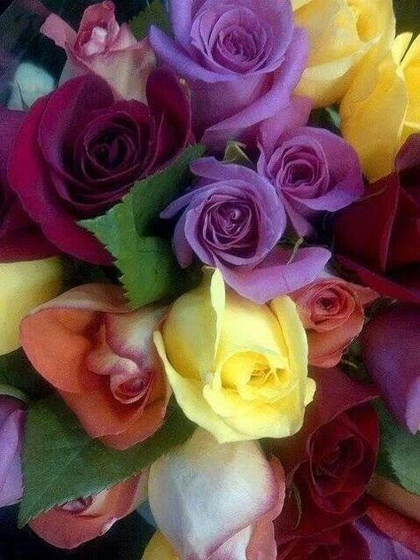 Colorful roses ♡o｡.(✿ฺ｡ ✿ฺ) Rose Belle, Love Roses, Colorful Roses, I Love Flowers, Love Rose, Flower Beauty, Beautiful Blooms, Rose Garden, Rose Bouquet