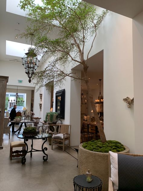 Huge Indoor Plants, Indoor Arboretum, Tree In Foyer, Tall Foyer, Tall House Plants, Indoor Olive Tree, Rustic Glam Decor, Antique Homes, Landscaping With Fountains