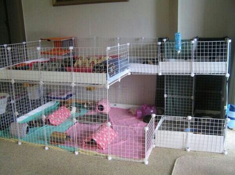 Cavy Cage, Pig Habitat, Diy Guinea Pig Cage, Pig Ideas, Guinea Pig Cages, Guinea Pig Diy, C&c Cage, Guinea Pig House, Baby Guinea Pigs