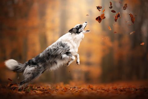 The Whimsical Side Of Dogs Fall Dog Photos, Dog Foto, Rare Dogs, Dog Poses, Dog Photoshoot, Cute Dog Photos, Fall Dog, Australian Shepherd Dogs, Dog Photograph