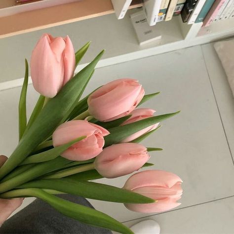 Pink Tulips, Tulips, Pastel, Green, Pink