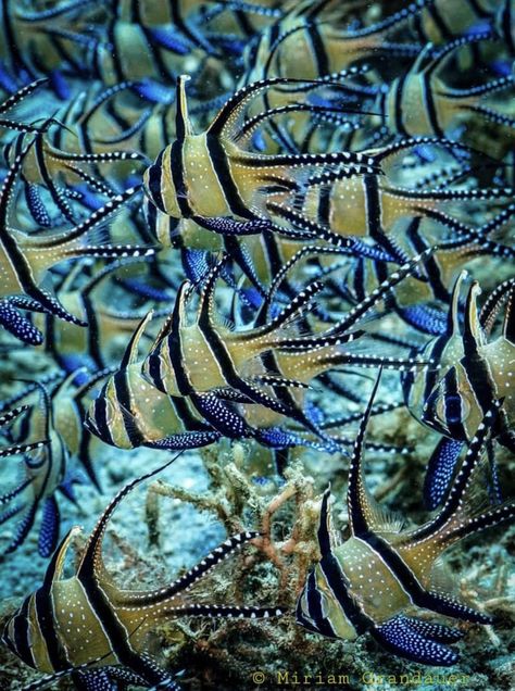 Fish Under The Sea, Saltwater Aquarium Fish, Coral Reef Aquarium, Reef Tanks, Fauna Marina, Fish Artwork, Underwater Animals, Deep Sea Creatures, Marine Ecosystem