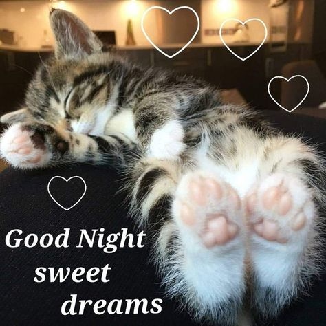 Good Night Cat Images, Goodnight Stickers, Cats Night, Cute Cat Quotes, Good Night Cat, Good Night Prayer Quotes, Good Night Love Messages, Good Morning Funny Pictures, Night Greetings