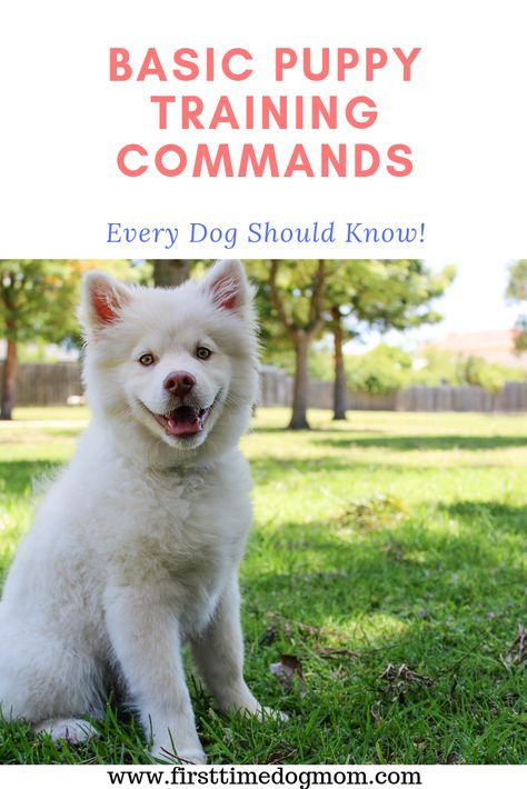 Find out the 7 basic puppy training commands that every dog should know. You can easily teach these basic commands to your puppy. Some of these commands could potentially save your dog's life! Puppy Training Commands, Dog Training Commands, Dog Commands, Dog Minding, Pack Leader, Dog Training Techniques, Best Dog Training, Best Dog Breeds, Dog Training Collar