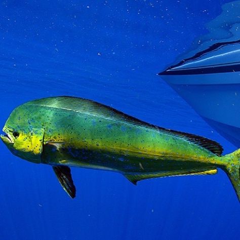 hookandtackle: The colors of this #mahimahi really stands out...  hookandtackle:  The colors of this #mahimahi really stands out with the #bluewater another great day today out on the water #fishing #fisherman #spirtfishing #hookandtackle #dolphin #fishingboat (at Miami Beach Florida)  Fishing Exposed Mahi Mahi Fish, Fish Tacos With Cabbage, Mahi Fish, Fish Tank Themes, Florida Fishing, Fish Chowder, Healthy Pasta Salad, Red Fish Blue Fish, How To Make Sushi