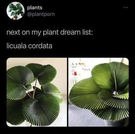 Licuala Cordata, House Plant Care, Plant Mom, Dream Garden, Green Thumb, Plant Care, Trees To Plant, House Plants, Vines