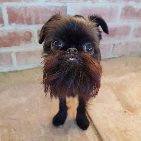 Chug Dog, Affenpinscher Dog, Griffon Dog, Ugly Dogs, Brussels Griffon, Long Term Care, Tiny Dogs, George Clooney, Weird Animals