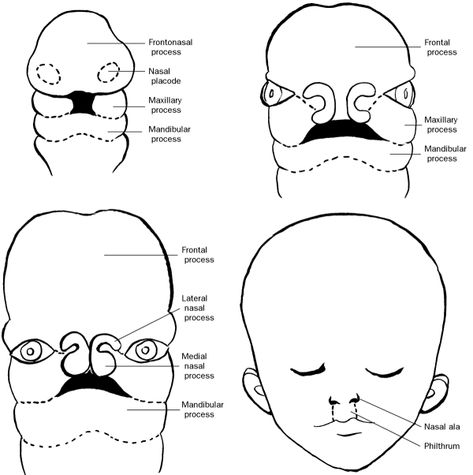 Development Of Face Embryology, Registered Dental Hygienist, Studying Medicine, Dental Posters, Dental Anatomy, Medicine Notes, Dental Hygiene School, Medicine Student, Medical Laboratory Science