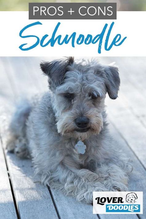 Mini Doodle Mixes, Mini Schnoodle Haircuts, Merle Schnoodle, Snoodle Puppies Dogs, Schnoodle Haircut Styles, Schnoodle Haircuts, Schnoodle Haircut, Schnoodle Grooming, Miniature Schnoodle