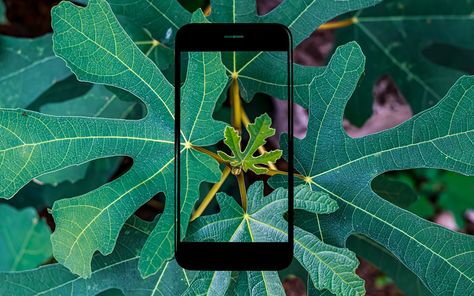 Pulling Weeds, Citizen Science, Invasive Plants, Invasive Species, Smoky Mountain National Park, Urban Setting, Zoology, Exotic Plants, Native Plants