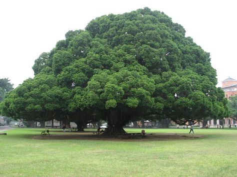 Beautiful tree.. Tree Hd Wallpaper, Giant Tree, Banyan Tree, Old Trees, Tree Seeds, Tree Care, Big Tree, Bottle Brush Trees, Tree Hugger