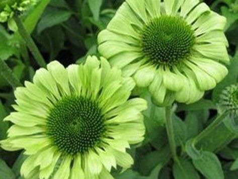 Coneflower Garden, Cone Flowers, Growing Greens, Sun Garden, Echinacea Purpurea, Herbaceous Perennials, Flowers Green, Tall Plants, White Gardens