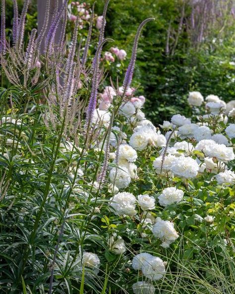 David Austin Roses on Instagram: "To create a serene space in your garden, there's no better combination than purple and white. Timeless and calming, this classic pairing is truly hard to top. Take inspiration from these examples and experiment with height, texture and tone to create soothing layers of interest in your own garden. Roses pictured here are: Tranquility (Ausnoble), Adélaïde D'orléans, Winchester Cathedral (Auscat), Kew Gardens (Ausfence), William and Catherine (Ausrapper) and Ra Tranquility Rose, William And Catherine, Winchester Cathedral, Rose Varieties, David Austin Roses, Textures And Tones, David Austin, Garden Pictures, Side Yard