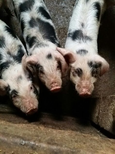 Gloucestershire old spot piglets at Hooters Hall Gloucestershire Old Spots, Pig Hunting Australia, Farm Pigs Photography, Large White Pig, Pastured Pigs, Gloucestershire Old Spot Pigs, Just For Fun, Country Life, Animal Photography