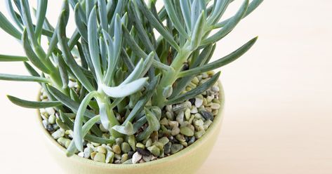 Best Low Light Succulents for Growing at Home or in the Office Blue Chalksticks, Senecio Serpens, Low Light Succulents, Types Of Succulents Plants, Tiger Tooth, Garden Site, Purple Succulents, Jade Plant, Container Vegetables