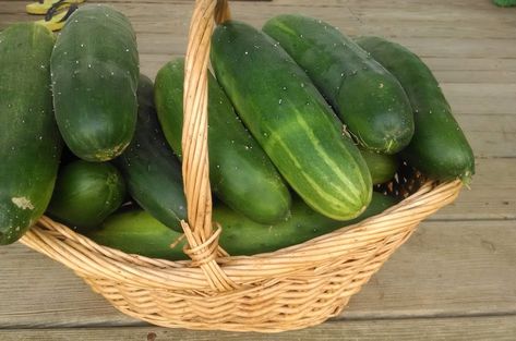 This recipe for old-fashioned pickles was given to me by community herbalist Krista Rahm who shares it with her Whole Living students. pickles every year..This is the old fashion way to make dill pickles from your abundant garden supply.#ad Crispy Pickles, Pickling Lime, Pickling Cucumbers Recipe, Sweet Pickles Recipe, Making Dill Pickles, Make Pickles, How To Make Pickles, Lime Pickles, Best Pickles