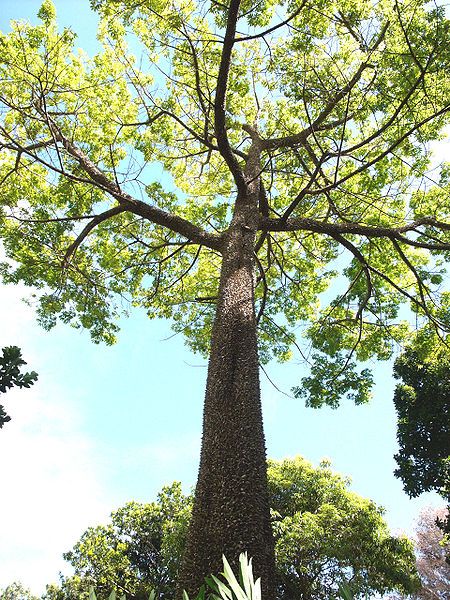 Ceiba pentandra Chorisia Speciosa, Ceiba Tree, Name Pictures, Tropical Tree, The Palms, Garden Trees, S K, Pitcairn Islands, British Indian Ocean Territory