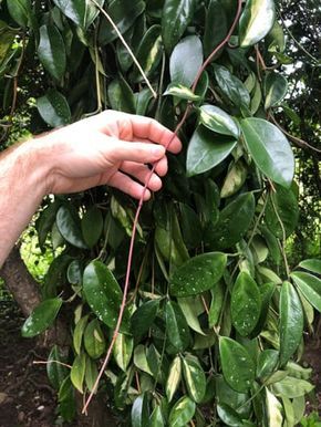 Hoya Carnosa: Care Tips and Top Secrets for Blooming Hoya Carnosa Splash, Hoya Carnosa Care, Hoya Pubicalyx Splash Care, Hoya Varieties Chart, Hoya Plant Care, Wax Plants, Hoya Care, Hoya Varieties, Hoya Flowers