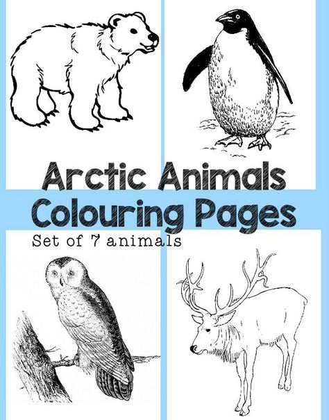 Arctic Animals Colouring pages set of 7 colouring sheets featuring penguin, polar bear, snowy owl, reindeer and more Winter Animals Kindergarten, Animals Colouring Pages, Arctic Animals Activities, Arctic Animals Preschool, Animals That Hibernate, Animals Coloring Pages, Coloring Pages Winter, Farm Animal Coloring Pages, Kids Worksheets