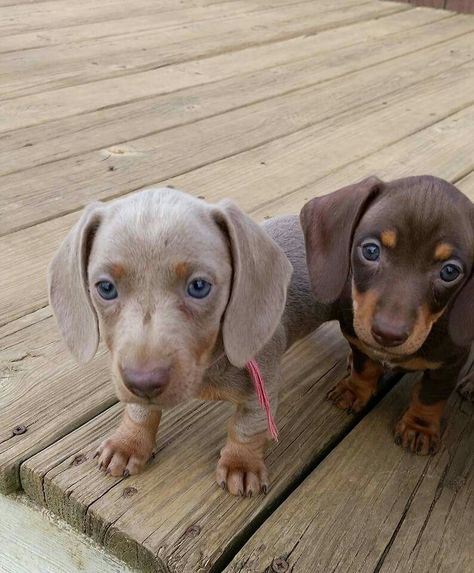 Smooth coat isabella/tan & choc/tan Dachshund puppies :)) Smooth Dachshund, Doxen Puppies, Isabella And Tan Dachshund, Dachunds Dog, Isabella Dachshund, Daushund Puppies, Daschund Puppies, Doxie Puppies, Dachshund Funny