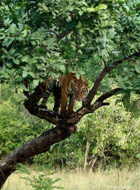 Tigers climb trees?  Apparently so. :) Tiger Claw, Sumatran Tiger, Tiger Pictures, High Angle Shot, Climb Trees, Photo Reference, Tigers, Trekking, Animal Pictures