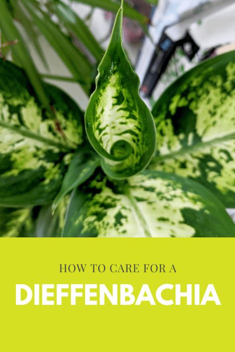 Defenbacia Plant, Dieffenbachia Houseplant Plant Care, Diffenbachia House Plant, Dieffenbachia Care, Dieffenbachia Houseplant, Dieffenbachia Plant, Plant Care Houseplant, Water Drip, Plant Hacks