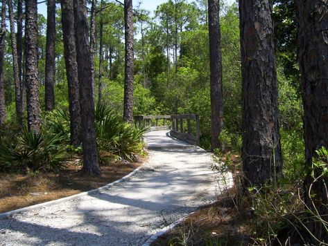 Timpoochee Trail - Bike Florida Hiking In Florida, Florida Images, Bicycle Trail, Trail Ride, Running Trail, Scenic Roads, Famous Beaches, Ride Along, Bike Path