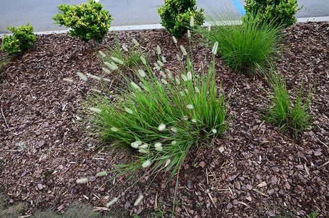 Ready to meet the powerhouse of landscape design? Introducing the Dwarf Fountain Grass! We cover all the basis in this article! Dianthus Flowers, Fountain Grass, Grasses Landscaping, Landscape Plans, Pampas Grass, Green Thumb, To Meet, Landscape Design, Outdoor Space