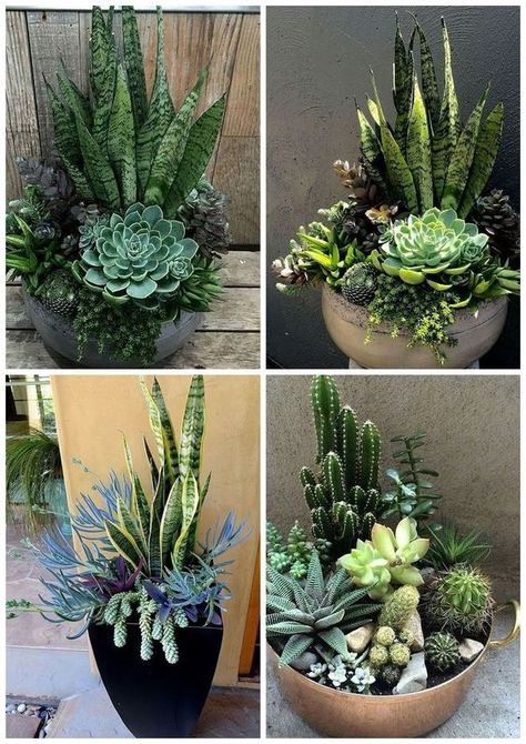 Kaktus Dan Sukulen, Succulent Garden Landscape, Plants In Pots, Creative Garden Decor, Porch Plants, نباتات منزلية, Succulent Garden Design, Potted Plants Outdoor, Succulent Garden Diy