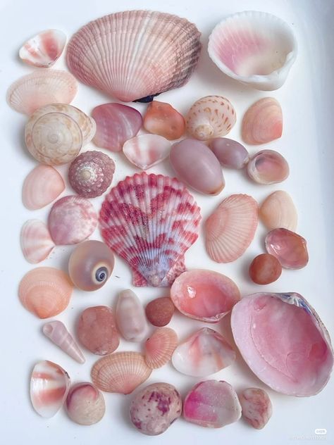 Sketches Watercolor, Seashell Mirror, Mermaid Aesthetic, Color Vibe, Cute Mermaid, Pink Beach, Journal Aesthetic, Spring Aesthetic, Seashell Crafts