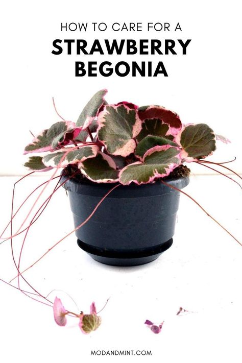 Strawberry Begonia, Mint Plant Care, Saxifraga Stolonifera, Begonia Care, Mint House, Mint Plant, Begonia Plants, Pink Plants, African Violets Plants