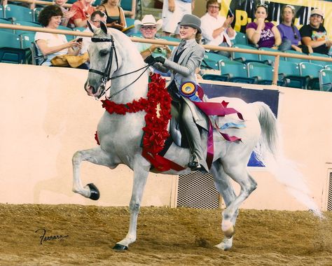 arabian saddleseat - Google Search Arabian Saddleseat, Arabian Horse Riding, Horse Arabian, Arab Horse Rider, American Saddlebred Horses, Shagya Arabian Horses, Horse And Human, Show Horse, Eventing Horses