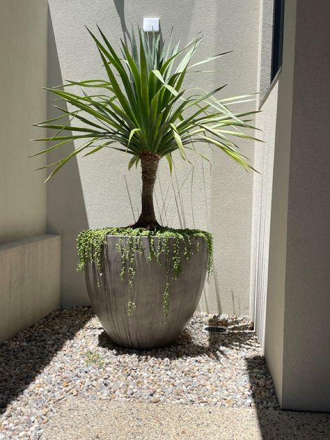 Dragon Tree In Pot, Modern Mediterranean Home, Mediterranean Garden Design, Chaste Tree, Tree Planters, Contemporary Garden Design, Dragon Tree, Modern Mediterranean, Pot Plants