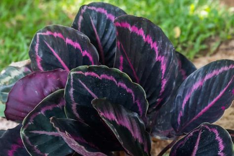 Goeppertia Roseopicta 'Rose-Painted Calathea' Care (2023) | Garden Pals Calathea Varieties, Calathea Orbifolia, Peacock Plant, Zebra Plant, Calathea Plant, Tropical Beauty, Prayer Plant, Tropical Climate, Replant