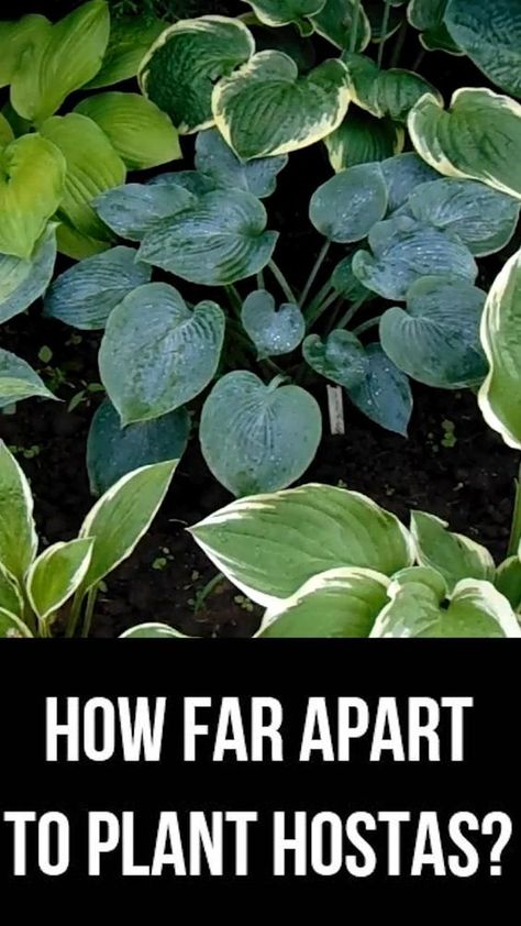 How Far Apart To Plant Hostas? Hosta spacing. #hosta #hostacare #shadeplants #Plantainlily Blue Hosta Landscaping, Hostas Under Trees, Planting Hostas Landscaping Ideas, Hosts Garden Ideas, Wyoming Landscaping, Hosts Care, Backyard Patio Landscaping Ideas, What To Plant With Hostas, Patio Ideas With Pool