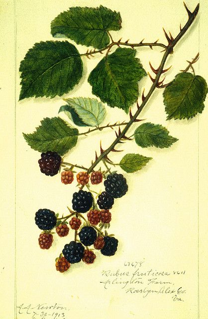 Rubus fruticosa Blackberry Botanical Printables, Fruits Images, Watercolor Fruit, Botanical Illustration Vintage, Fruit Painting, Picture Collage Wall, Plant Drawing, Botanical Watercolor, Elegant Art